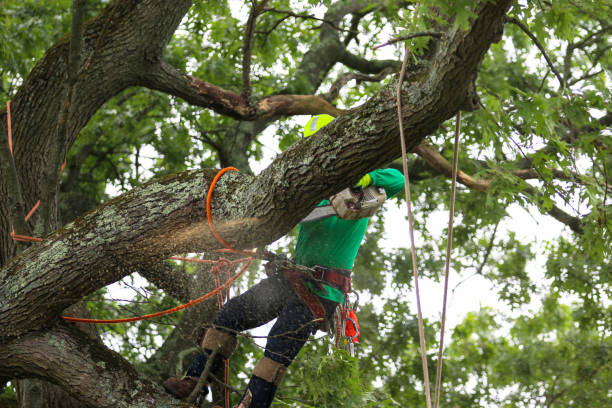 Best Firewood Processing and Delivery  in Fort Stockton, TX