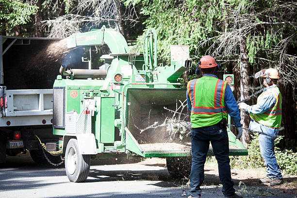 Professional Tree Care in Fort Stockton, TX