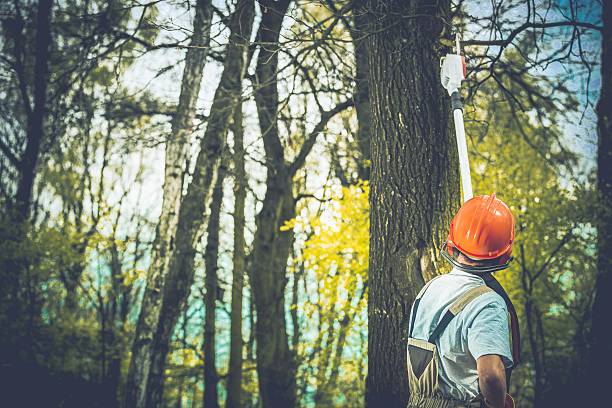 How Our Tree Care Process Works  in  Fort Stockton, TX